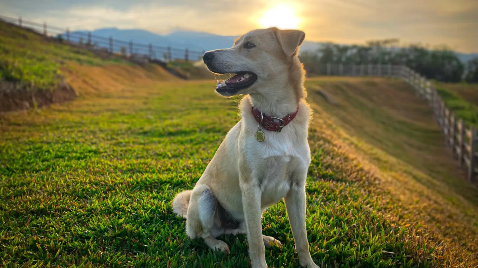 Auswandern nach Costa Rica mit Hund: Was du wissen musst