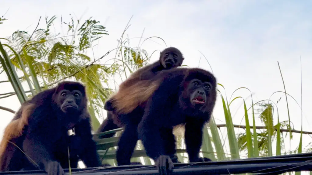 Brüllaffe - Auswandern nach Costa Rica