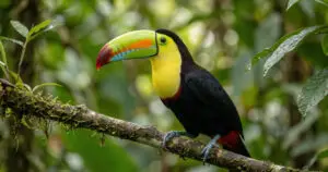 Tukan bunter Vogel Costa Rica