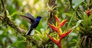 Kolibri Nektarvogel in Costa Rica